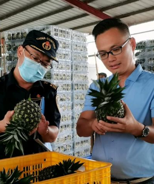 世界芒果出口排名及市场分析